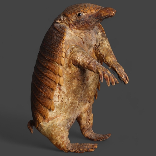 3365 - Taxidermy : a full mount study of a juvenile Armadillo, height 18.5cm.