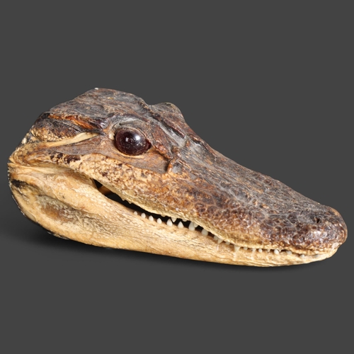 3366 - Taxidermy : a small crocodile head, length 14cm.