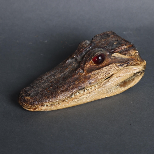 3366 - Taxidermy : a small crocodile head, length 14cm.