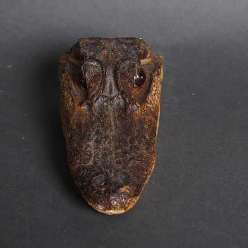 3366 - Taxidermy : a small crocodile head, length 14cm.