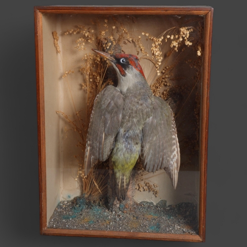 3367 - Taxidermy : a study of a Green Woodpecker, naturalistic scene, in a glazed wooden case, no labels 37... 