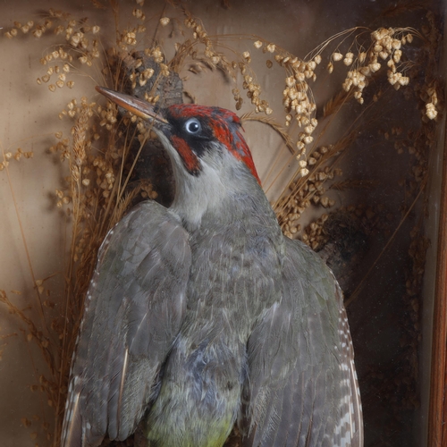 3367 - Taxidermy : a study of a Green Woodpecker, naturalistic scene, in a glazed wooden case, no labels 37... 