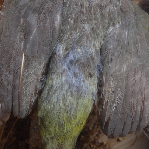 3367 - Taxidermy : a study of a Green Woodpecker, naturalistic scene, in a glazed wooden case, no labels 37... 