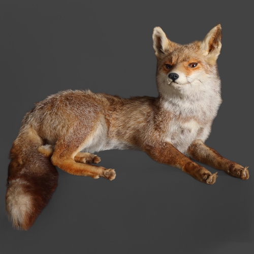 3369 - Taxidermy - a full mount study of a fox, laying down, length 55cm.