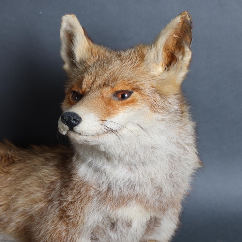 3369 - Taxidermy - a full mount study of a fox, laying down, length 55cm.