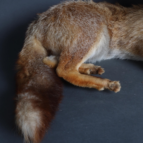 3369 - Taxidermy - a full mount study of a fox, laying down, length 55cm.