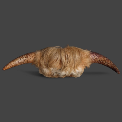 3370 - Antlers/Horns : A pair of cow horns, partial skull cap, length 56cm.