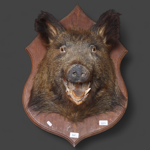 3371 - TAXIDERMY - a boar's head mounted on oak shield plaque, depth 47cm