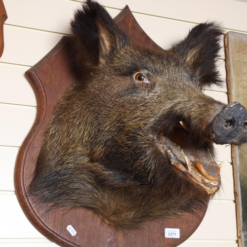 3371 - TAXIDERMY - a boar's head mounted on oak shield plaque, depth 47cm