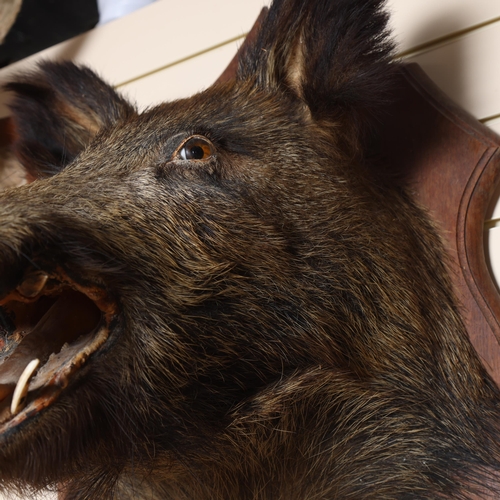 3371 - TAXIDERMY - a boar's head mounted on oak shield plaque, depth 47cm