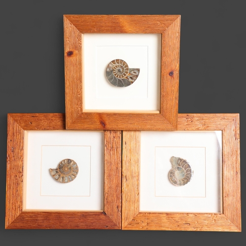 3378 - Natural History : A group three glazed framed polished ammonite specimens, each measures 22cm x 22cm... 