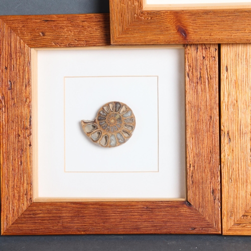 3378 - Natural History : A group three glazed framed polished ammonite specimens, each measures 22cm x 22cm... 