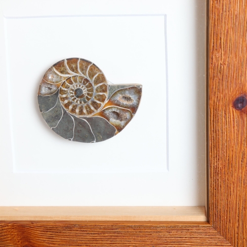 3378 - Natural History : A group three glazed framed polished ammonite specimens, each measures 22cm x 22cm... 