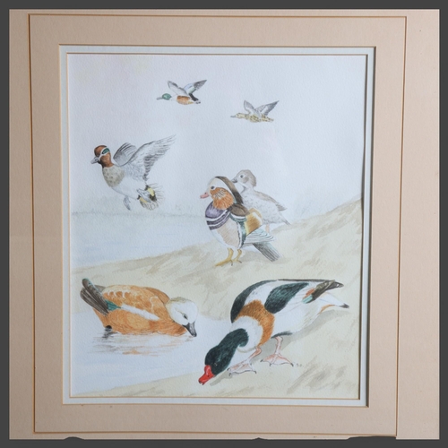 3410 - Natural History : a watercolour study of ducks, both in flight and on ground, signed with monogram '... 