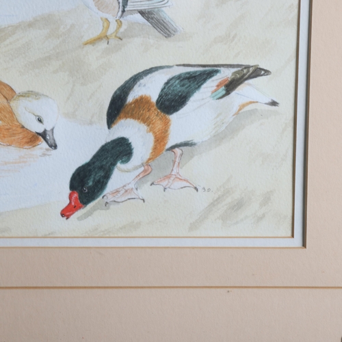 3410 - Natural History : a watercolour study of ducks, both in flight and on ground, signed with monogram '... 