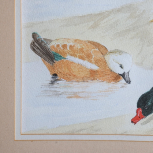 3410 - Natural History : a watercolour study of ducks, both in flight and on ground, signed with monogram '... 