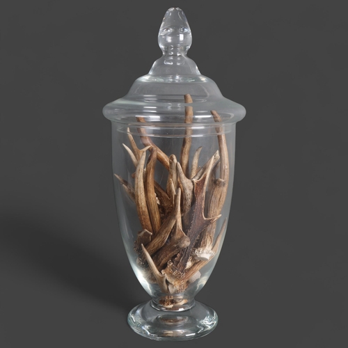 3418 - Taxidermy : A glass bell shaped apothecary jar with lid, containing a selection of deer antlers, jar... 