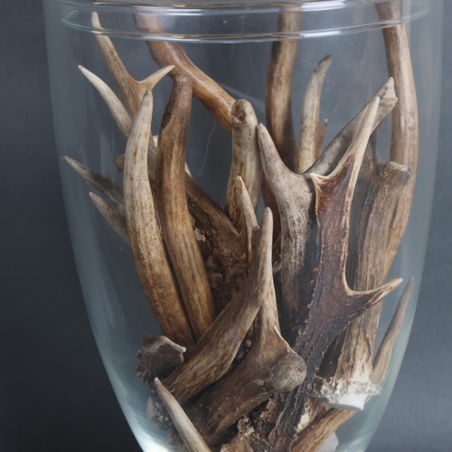 3418 - Taxidermy : A glass bell shaped apothecary jar with lid, containing a selection of deer antlers, jar... 