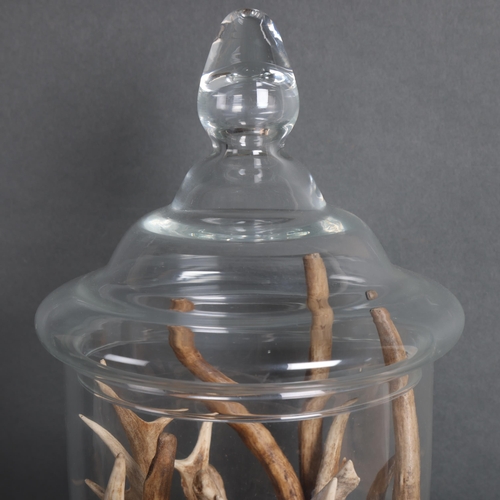 3418 - Taxidermy : A glass bell shaped apothecary jar with lid, containing a selection of deer antlers, jar... 