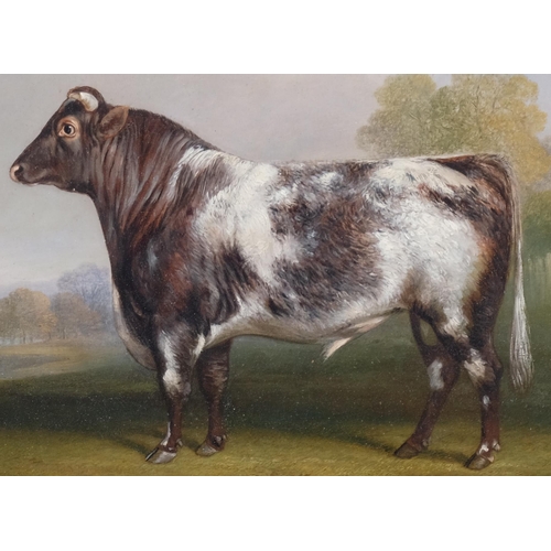 211 - Charles Dickinson Langley (1799 - 1873), Prize Bull, oil on board, 25cm x 32cm, framed