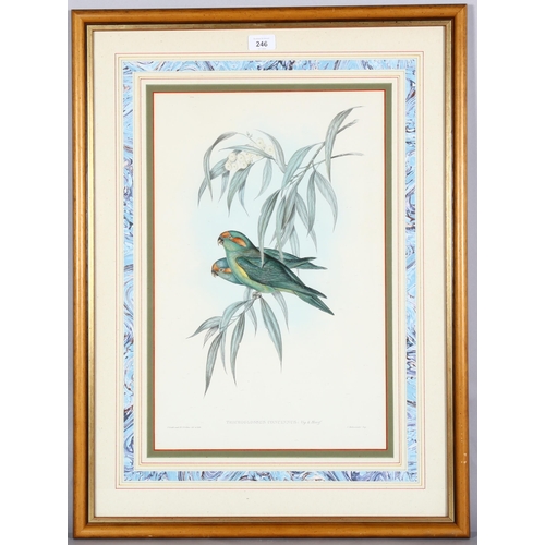 246 - John Gould, Trichoglossus Concinnus, colour lithograph, 50cm x 32cm, framed