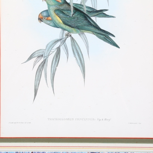 246 - John Gould, Trichoglossus Concinnus, colour lithograph, 50cm x 32cm, framed