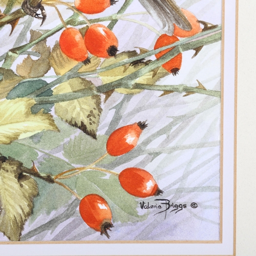 301 - 2 watercolours of robins, by Valerie Briggs and David Koster, both signed, largest 58cm x 39cm, 1 fr... 