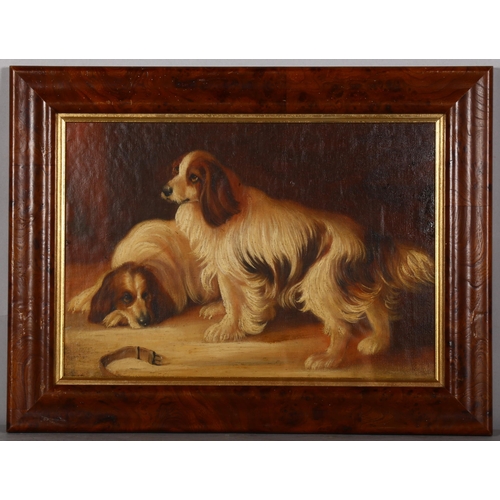 477 - Portrait of 2 King Charles Spaniels, oil on canvas laid on board, 25cm x 37cm, framed and glazed