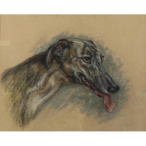 478 - Marjorie Cox, portrait of a Greyhound, 1972, charcoal/pastel on paper, 45cm x 44cm, framed