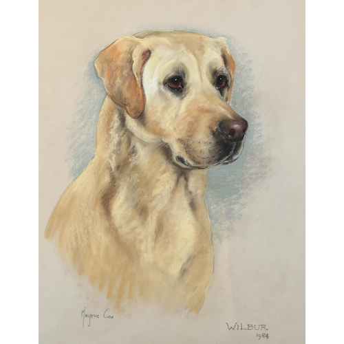 479 - Marjorie Cox, portrait of Labrador, Wilbur, 1984, crayon/pastel on paper, 53cm x 40cm, framed