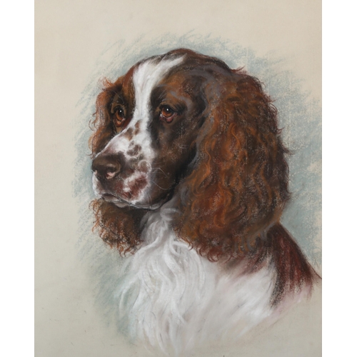 480 - Marjorie Cox, portrait of a Spaniel, Basil, 1984, crayon/pastel on paper, 53cm x 40cm, framed