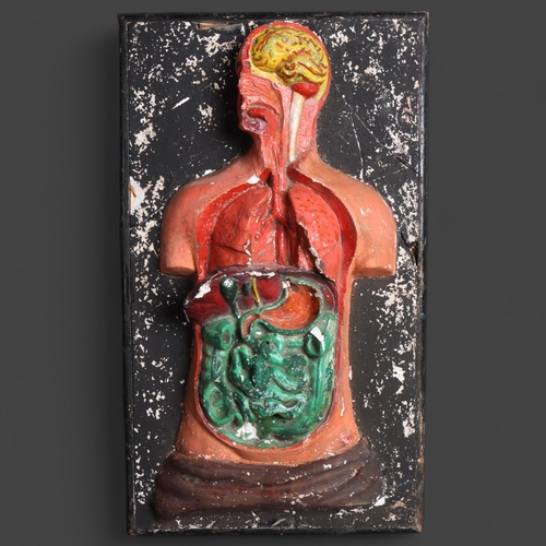 788 - Human Anatomy : A early 20th century plaster, 3-dimensional anatomical study, unsigned, 55cm x 32cm.