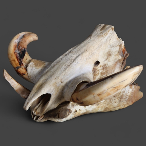 801 - Taxidermy : a partial Warthog skull, lower and upper jaw present with teeth and tusks.