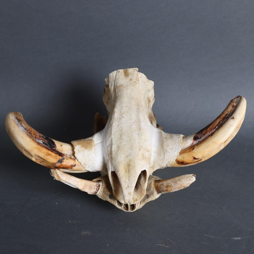 801 - Taxidermy : a partial Warthog skull, lower and upper jaw present with teeth and tusks.