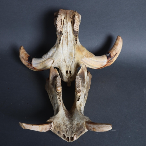 801 - Taxidermy : a partial Warthog skull, lower and upper jaw present with teeth and tusks.