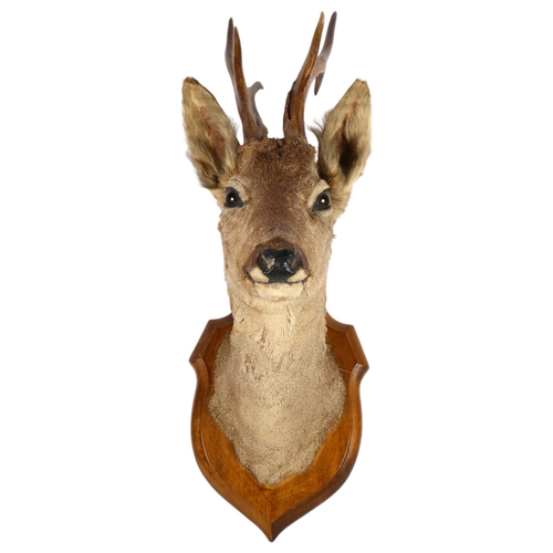 496 - TAXIDERMY - a deer's head with antlers mounted on oak shield wall plaque, height 52cm overall