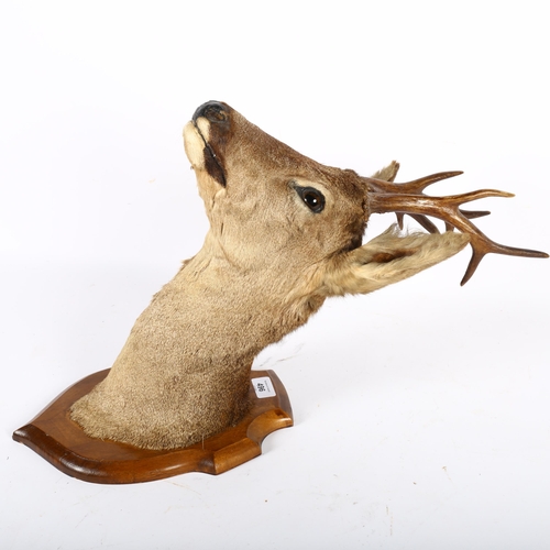 496 - TAXIDERMY - a deer's head with antlers mounted on oak shield wall plaque, height 52cm overall