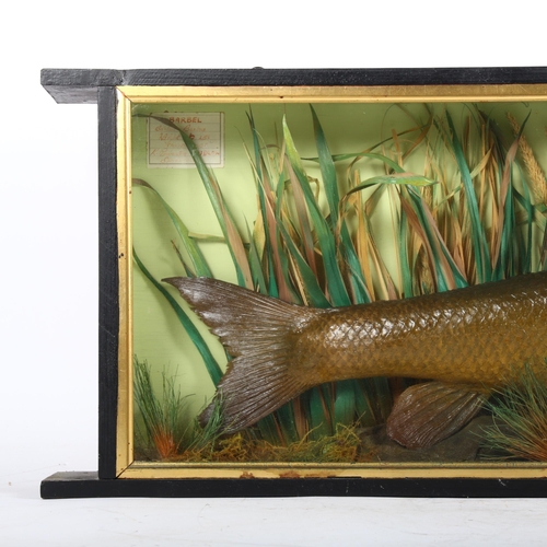 56 - TAXIDERMY - a cased barbel in naturalistic riverbed and reed setting, mounted and cased by K Pembert... 