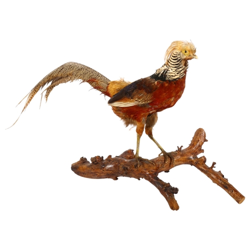 89 - TAXIDERMY - a study of a French golden pheasant on naturalistic stand, H47cm