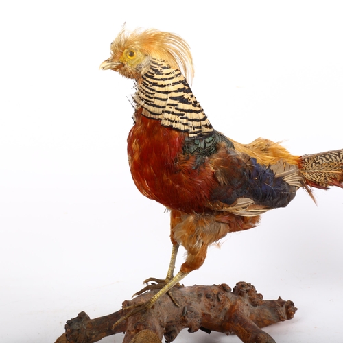 89 - TAXIDERMY - a study of a French golden pheasant on naturalistic stand, H47cm