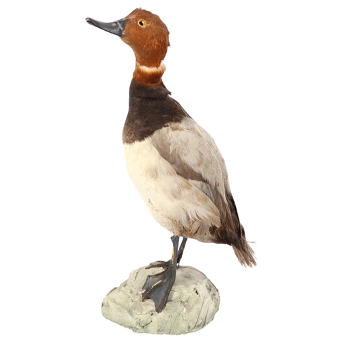 90 - TAXIDERMY - a study of a diving duck (canvas back), on a naturalistic plaster stand, H45cm