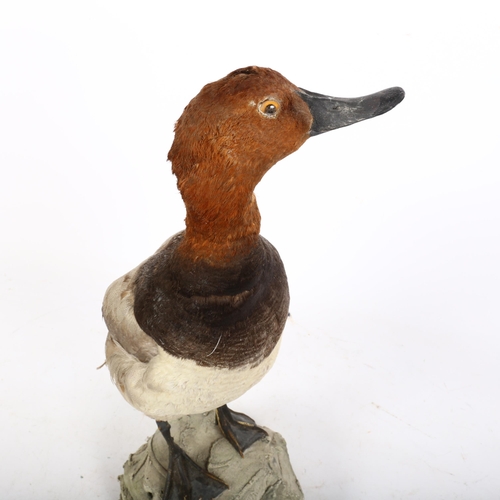 90 - TAXIDERMY - a study of a diving duck (canvas back), on a naturalistic plaster stand, H45cm