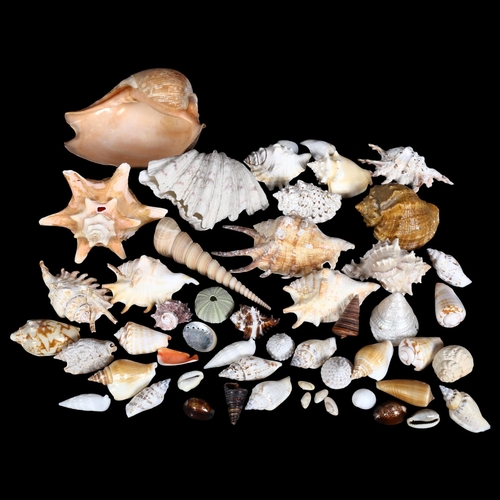 748 - A selection of various seashells