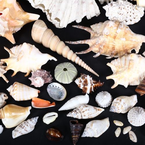 748 - A selection of various seashells