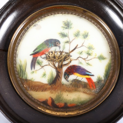 277 - A pair of Antique circular miniatures, studies of birds of paradise, the background painted on a gla... 