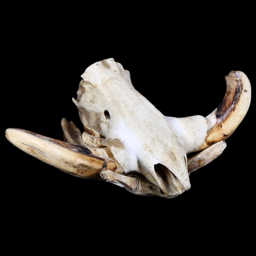 801 - Taxidermy : a partial Warthog skull, lower and upper jaw present with teeth and tusks.