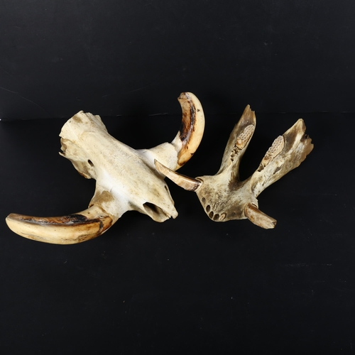 801 - Taxidermy : a partial Warthog skull, lower and upper jaw present with teeth and tusks.