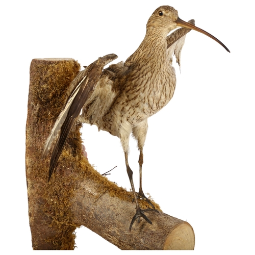 905 - TAXIDERMY - a full mount study of a Curlew, wings open, mounted on wall-hanging branch, H62cm