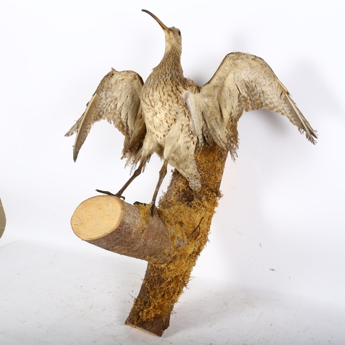 905 - TAXIDERMY - a full mount study of a Curlew, wings open, mounted on wall-hanging branch, H62cm