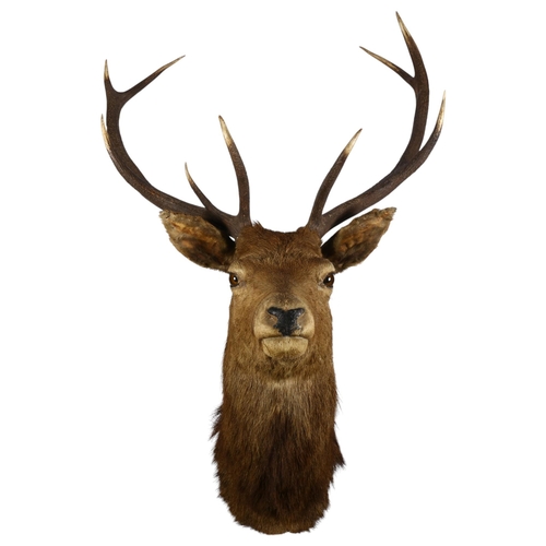 906 - TAXIDERMY - a large red deer stag shoulder mount, 9-point antlers widest point 66cm, height 95cm, fr... 